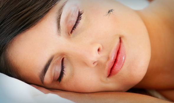 Ruhig schlafen dank Insektenschutz