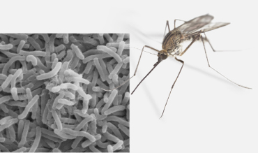 Insektenschutz im Vorbaurollladen